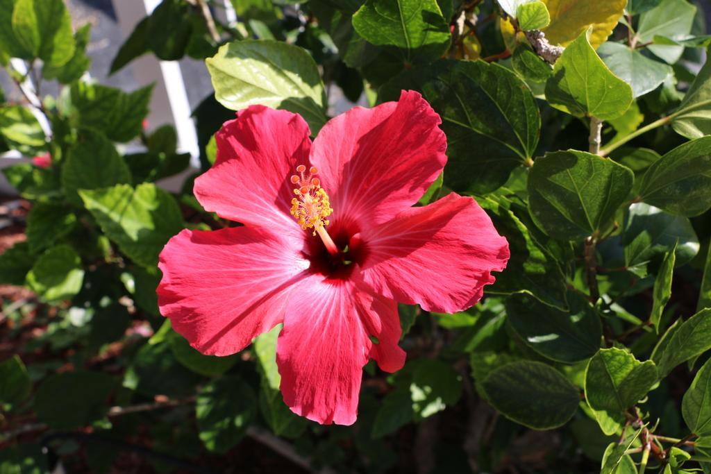 Breakaway Inn Guest House Lauderdale-by-the-Sea Luaran gambar